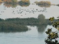 Blick vom Weinberg auf die Elbe bei Hitzacker