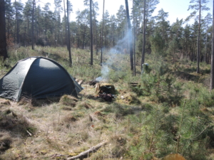 Wald mit Wuchshüllen und Zelt